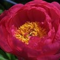 Obituary of Ruby Lee Williams