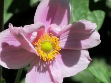 Obituary of Karen Nichole Spencer