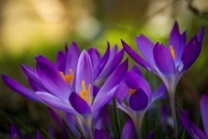 Obituary of Wei Ping Chang