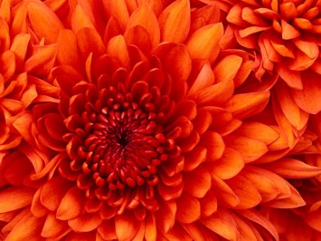 Obituary of Helen Herman Rupp