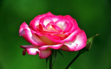 Obituary of Marilyn Ann Pringle