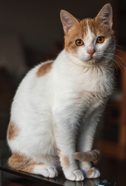 Obituary of Kevin Leonard Harris