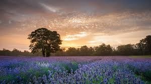 Obituary of Lawrence Robert McGrath