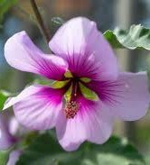 Avis de décès de Sharon Joyce Palinkas