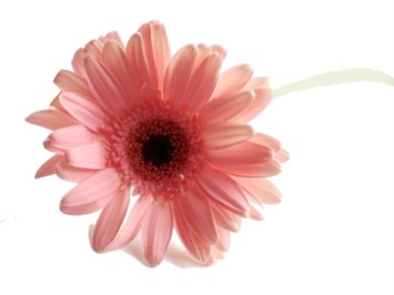 Obituary of Kathleen Roylance