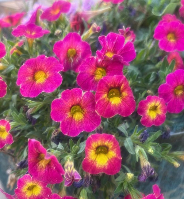 Obituary of Rosemary Estrada