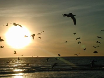 Obituary of Norma Mary Rimmer