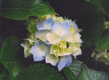 Obituary of Cheng Jiao Xu