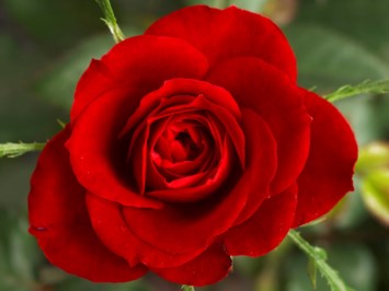 Obituary of Marty Alan Lecker