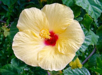 Obituario de Leona M. Stewart