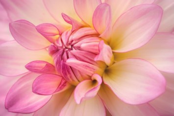 Obituary of Suzanne Hughes Norfleet
