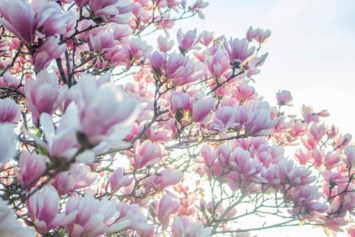 Obituary of Christine Macioch