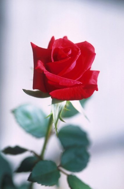 Obituary of Mary L. Unger