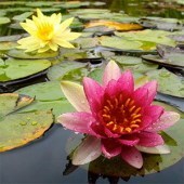 Obituary of Annette Kay Tootie Ramos