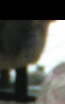 Ruth E. McAdam Obituary - Boca Raton, FL