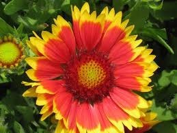 Obituary of Hazel Allene Becker