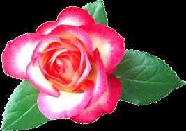 Obituary of Judith Perez Santiago