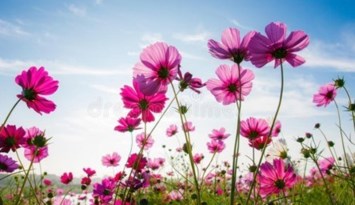 Obituary of Doris A. Overton