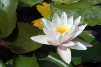 Obituary of Troy Millar Pugsley