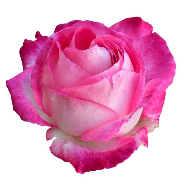 Obituary of Mary Patience Knowlton