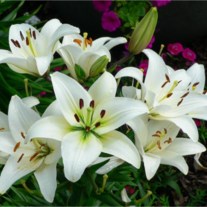 Obituary of Barbara M. Wilson