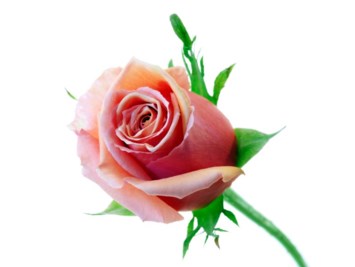 Obituary of Sylvia R Smith