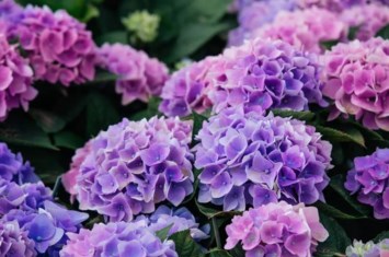 Obituary of Joyce L Pierce