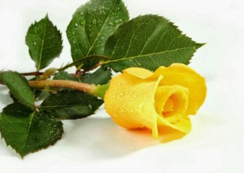 Obituary of Dennis Clifford West