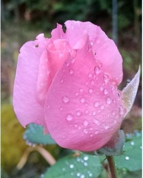 Obituary of Myrtle Olson