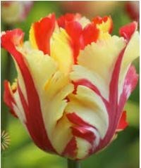 Obituary of Elizabeth Ann Randall