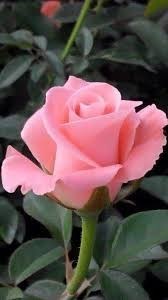 Obituary of Mrs. Rosevelt Jackson