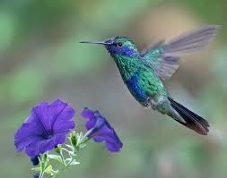 Obituary of Diane Theresa Harrison