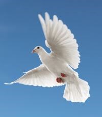 Obituary of Maria Isabel Segovia Bernal