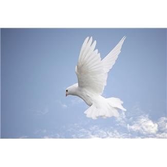 Obituary of Freda Williamson