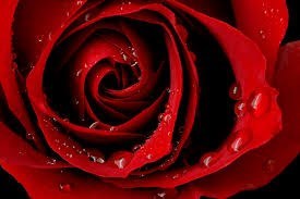 Obituary of Christi Dorsey Stime