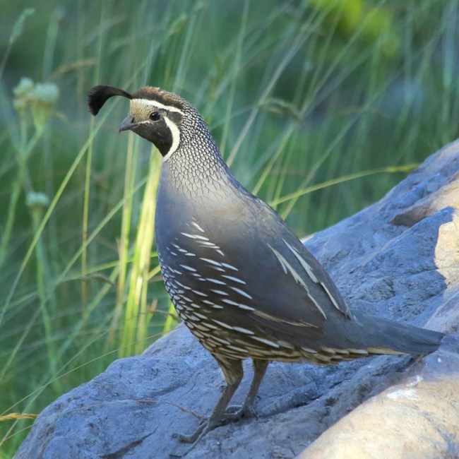 Obituary of David Browne