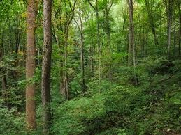 Obituary of Raymond J. Clark