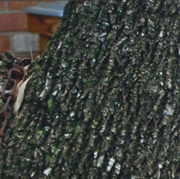 Frances Inez Commander Obituary Houston, TX