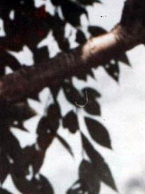 Wilbur Ryle Obituary - Fairborn, OH