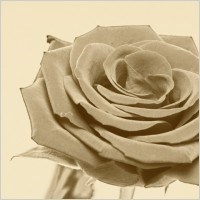 Obituary of Patricia T. Brandt