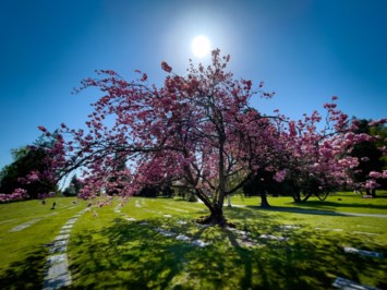 Obituary of Mary Anne Peterson