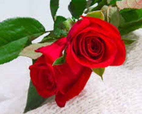 Obituary of Norma Johnson Russell