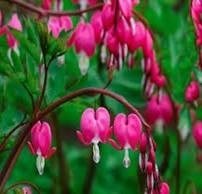 Obituario de Maria Graciela Rivas