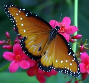 Obituary of Pamela Elizabeth Price