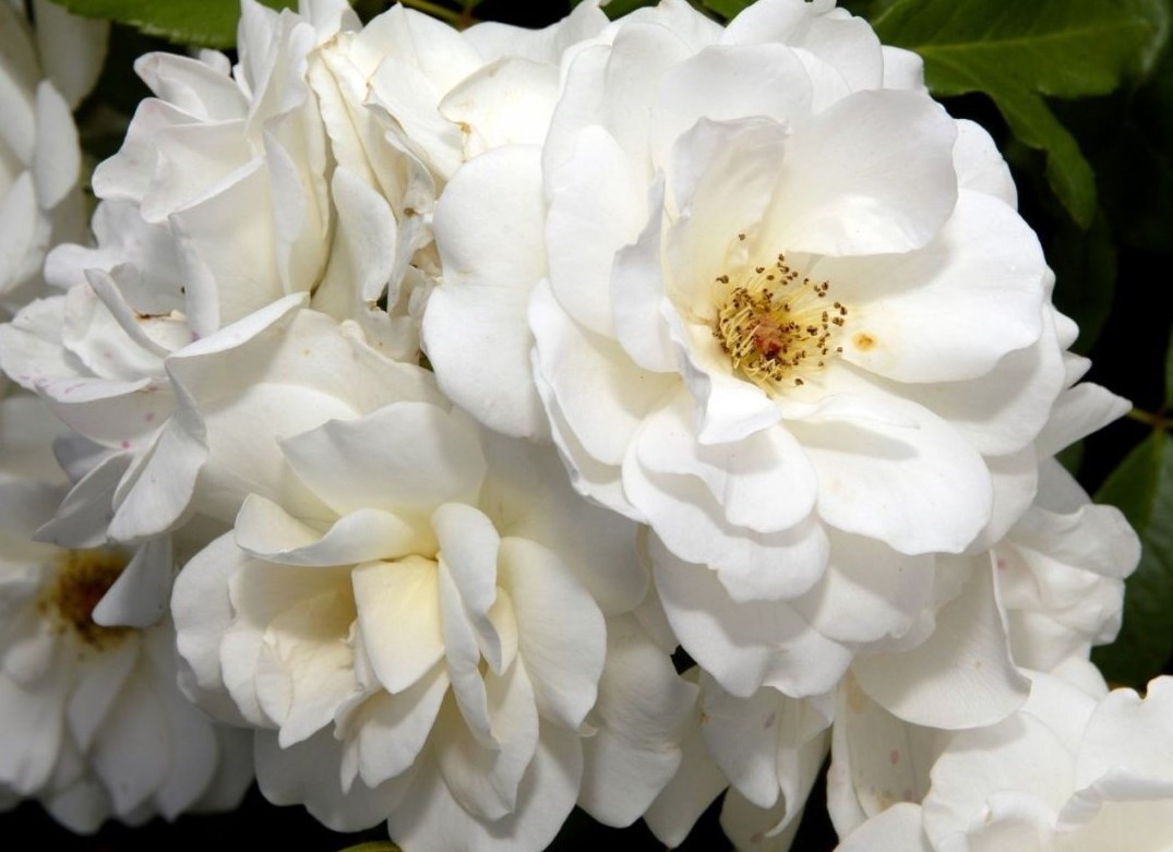 Suzanne Marie Richardson Obituary Katy, TX