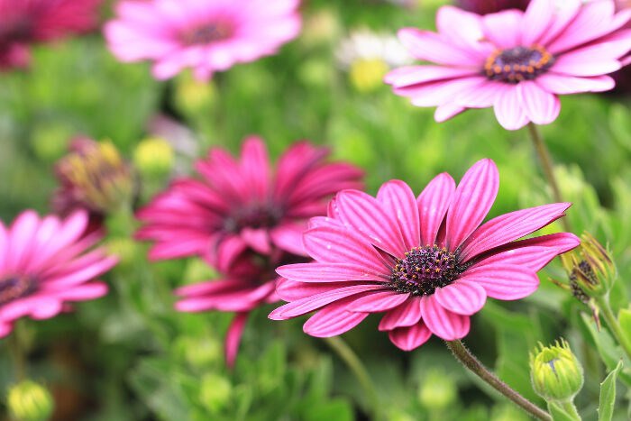 Obituario de Shirley Yin Mei Lam