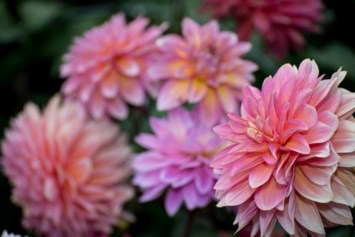 Obituario de Betty Jean Dodd