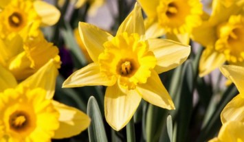 Obituary of Mona Edith Caldwell