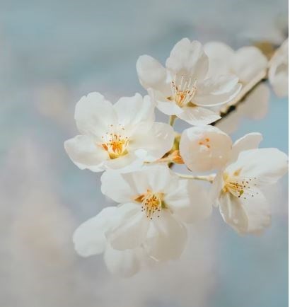 Obituary of Ashlee Catuiran Cantilero