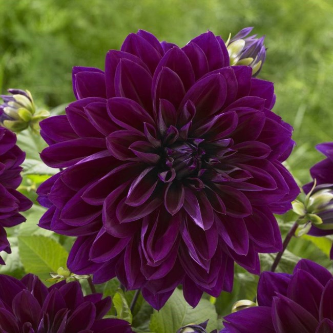 Obituary of Patricia Rozanne Hammond